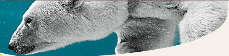 Journey to Churchill: Spectacular Polar Bear Exhibit Will Open in October 2013 