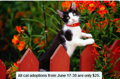 Reduced Fee for Adoption of Toronto's Cats/Kittens June 17 - 30 