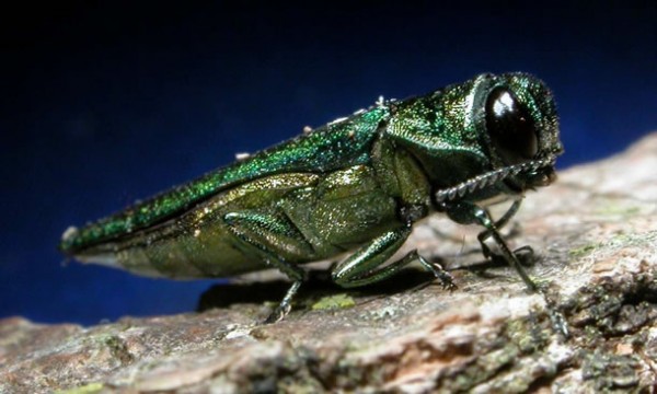You're Invited: Five Meetings on Toronto's Urban Forest Infestation by Emerald Ash Borer September 14 - 22