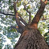 Public Meeting: North Oakville Urban Forest Strategic Management Plan's Tree Planting Standards
