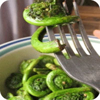 Health Alert: Wash and Cook Fiddleheads to Prevent Illness. Above, Fiddleheads.