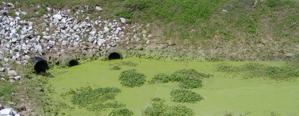 Above, Phosphorus Discharges that Contribute to Harmful and Unsightly Algae Blooms.