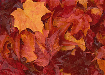 You're Invited: Fall Walk With a Naturalist in Toronto Oct.14, 2012