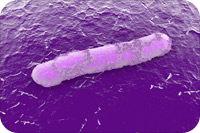 Above, CFIA's Electron Microscope Image of Salmonella bacteria. (In reality Salmonella is not pink: the pink colour is added as visual aid.)
