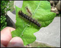City of Toronto's image: Caterpillar or larva stage of European Gypsy Moth 
