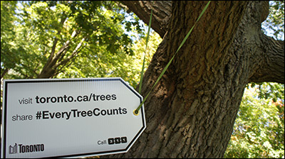 Every Tree Counts installations across Toronto. (City of Toronto photo.)