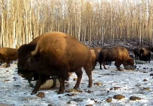 Tame bisons in Alberta.