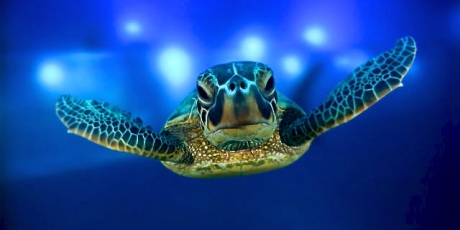 turtle in pacific ocean