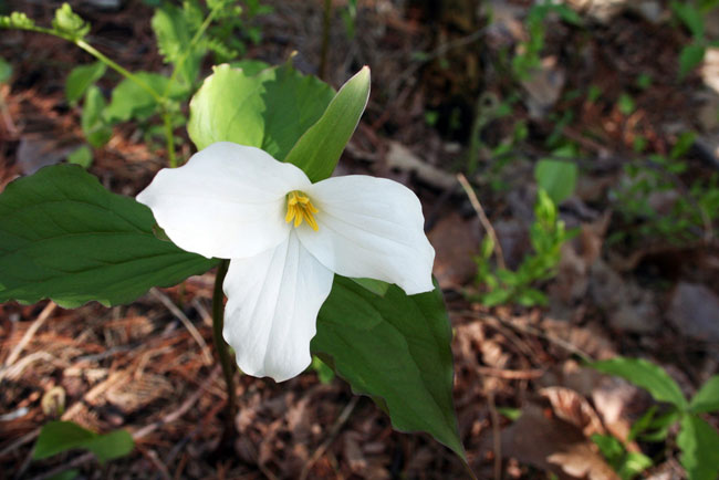 Ontario's Official Flower: the White Trillium